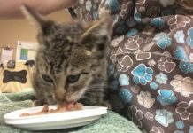 Kotopokalipsa w biurach SOE