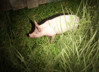 Miscreated pokazuje dynamiczny świat